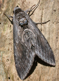 Five-spotted Hawkmoth